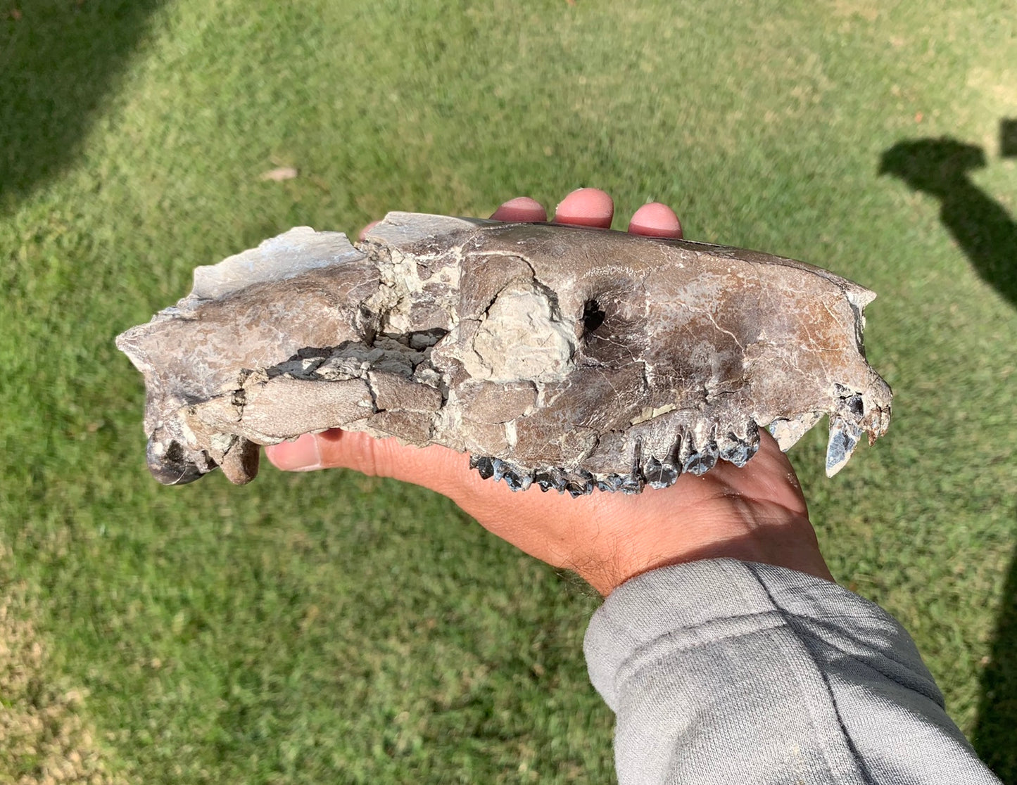 Chocolate oreodont skull