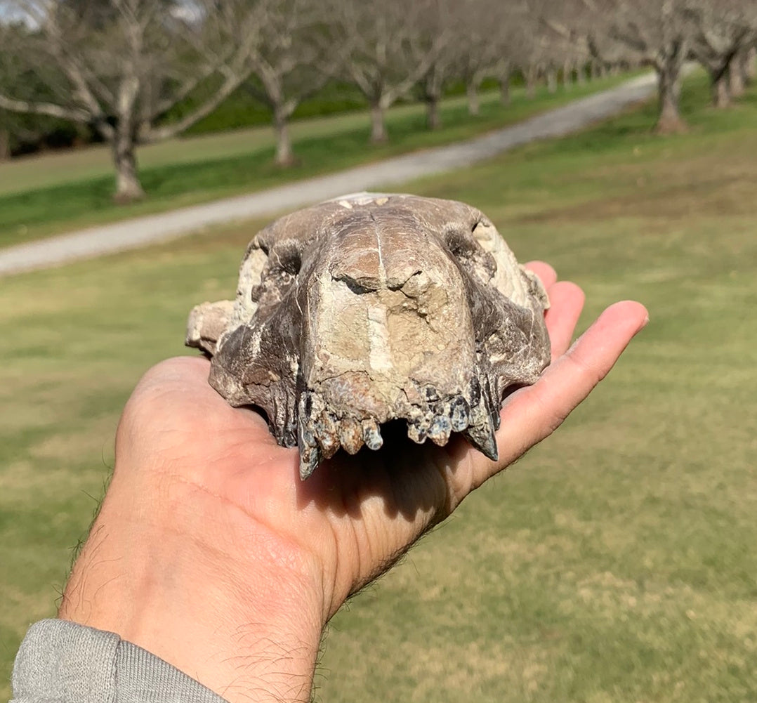 Chocolate oreodont skull