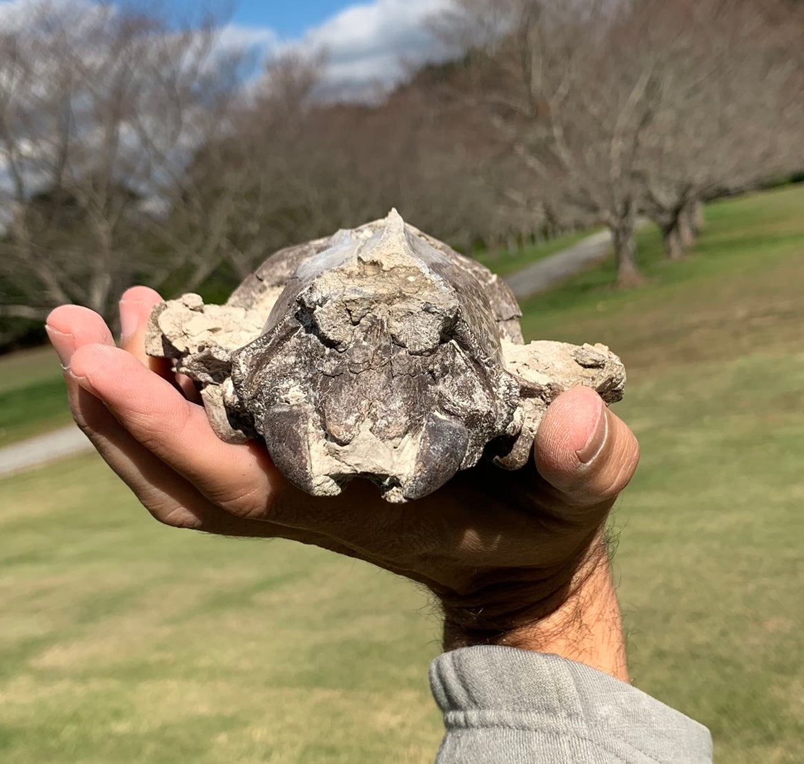 Chocolate oreodont skull