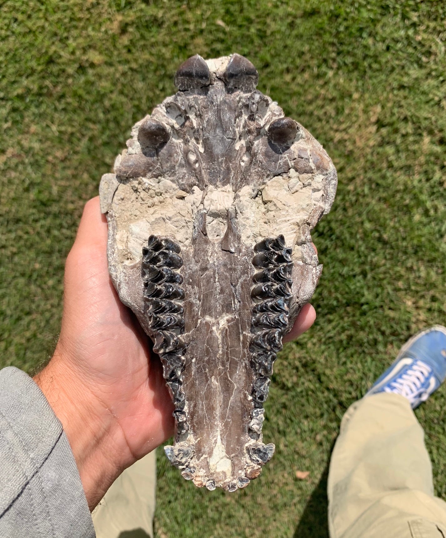 Chocolate oreodont skull