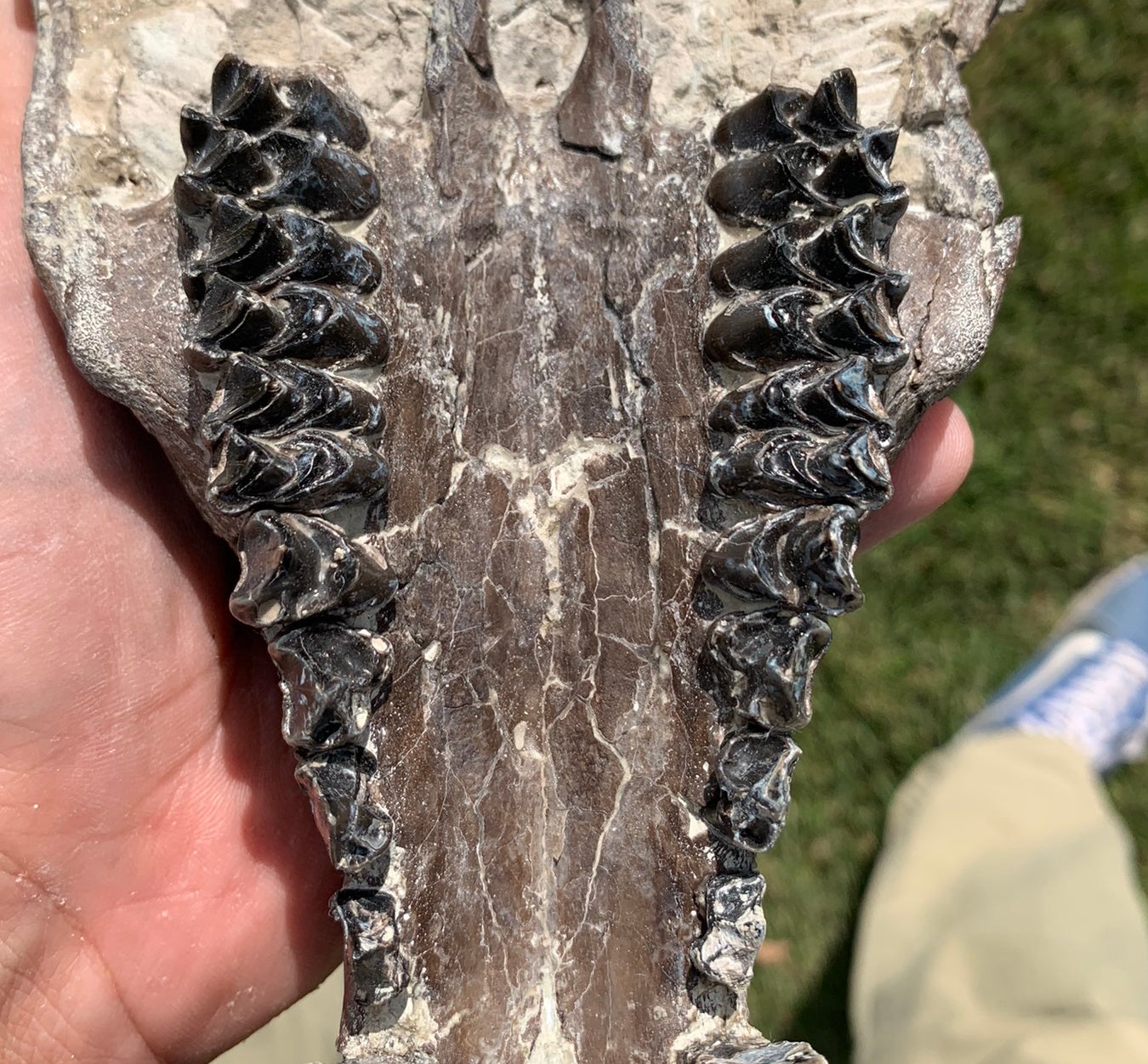 Chocolate oreodont skull