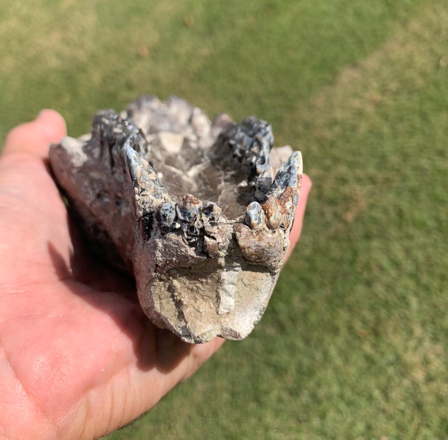 Chocolate oreodont skull