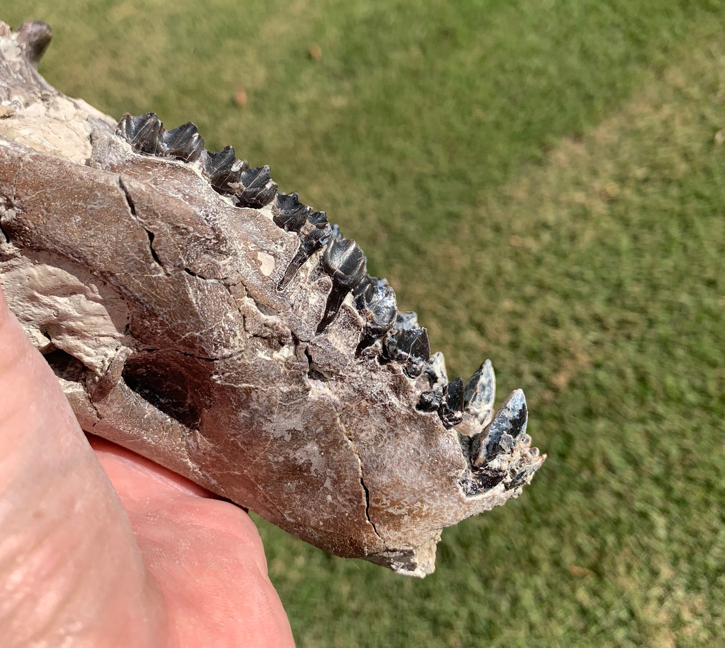 Chocolate oreodont skull