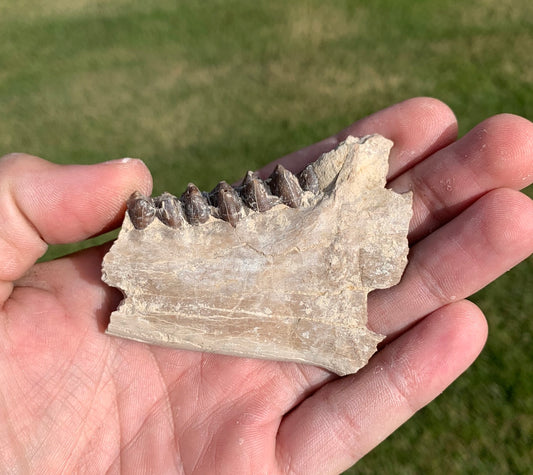 Fossil Oreodont Jaw
