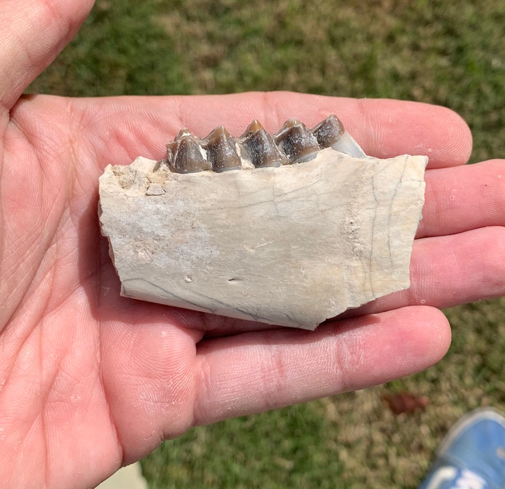 Fossil Oreodont Jaw