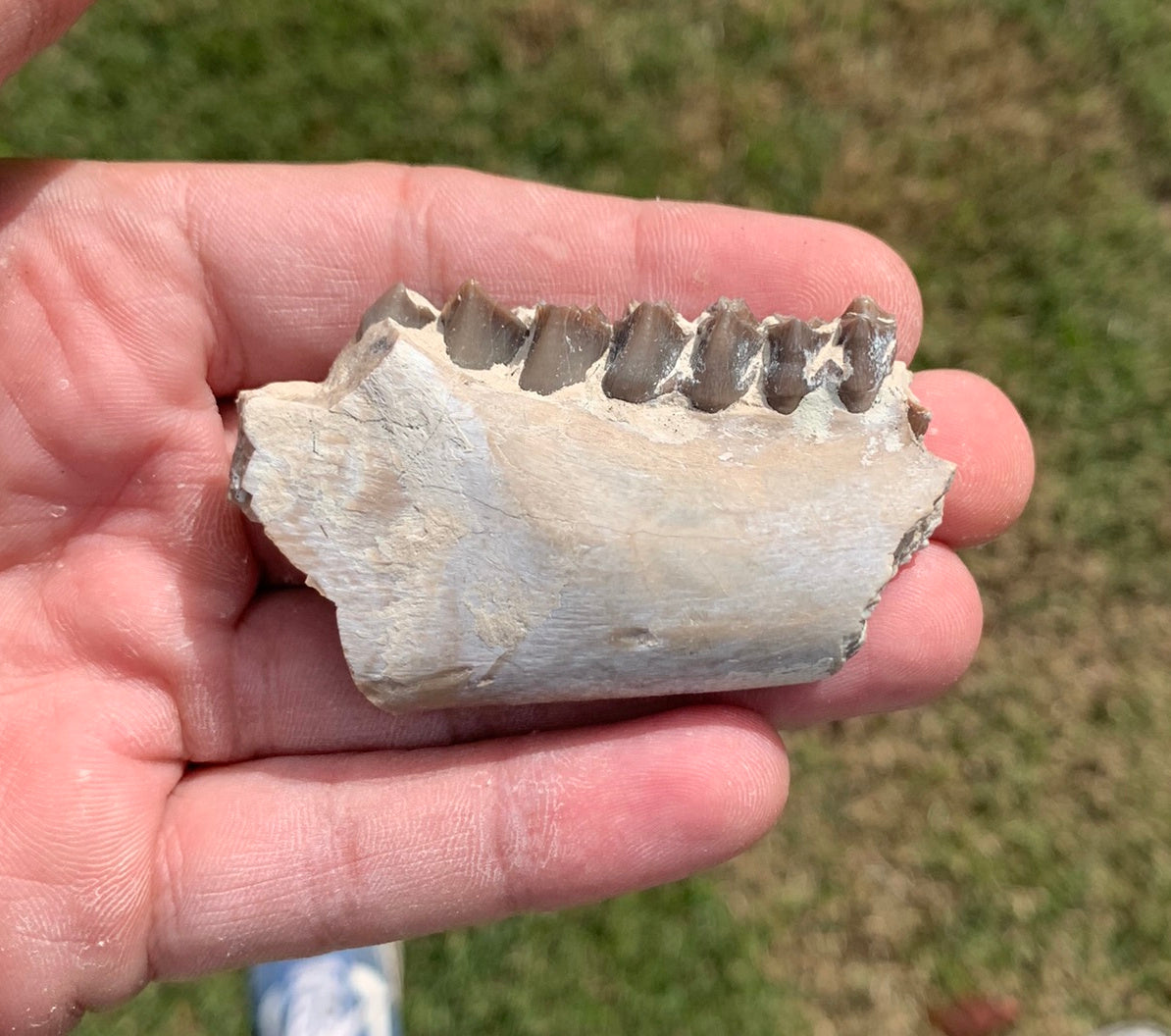 Fossil Oreodont Jaw