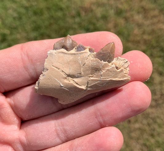 Fossil Oreodont Jaw
