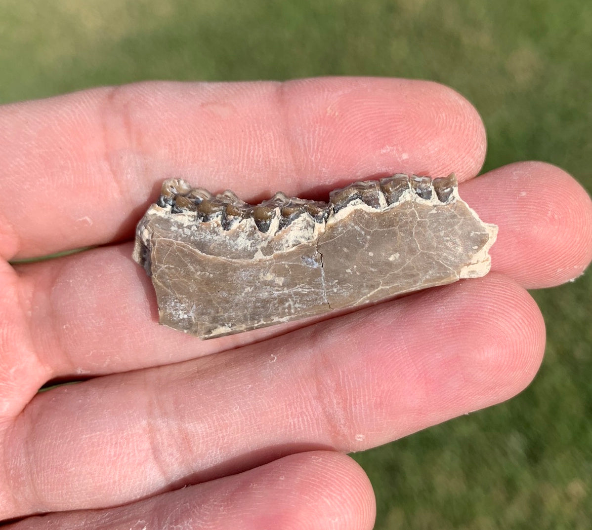 Fossil deer, leptomeryx, Jaw, Chadron Formation