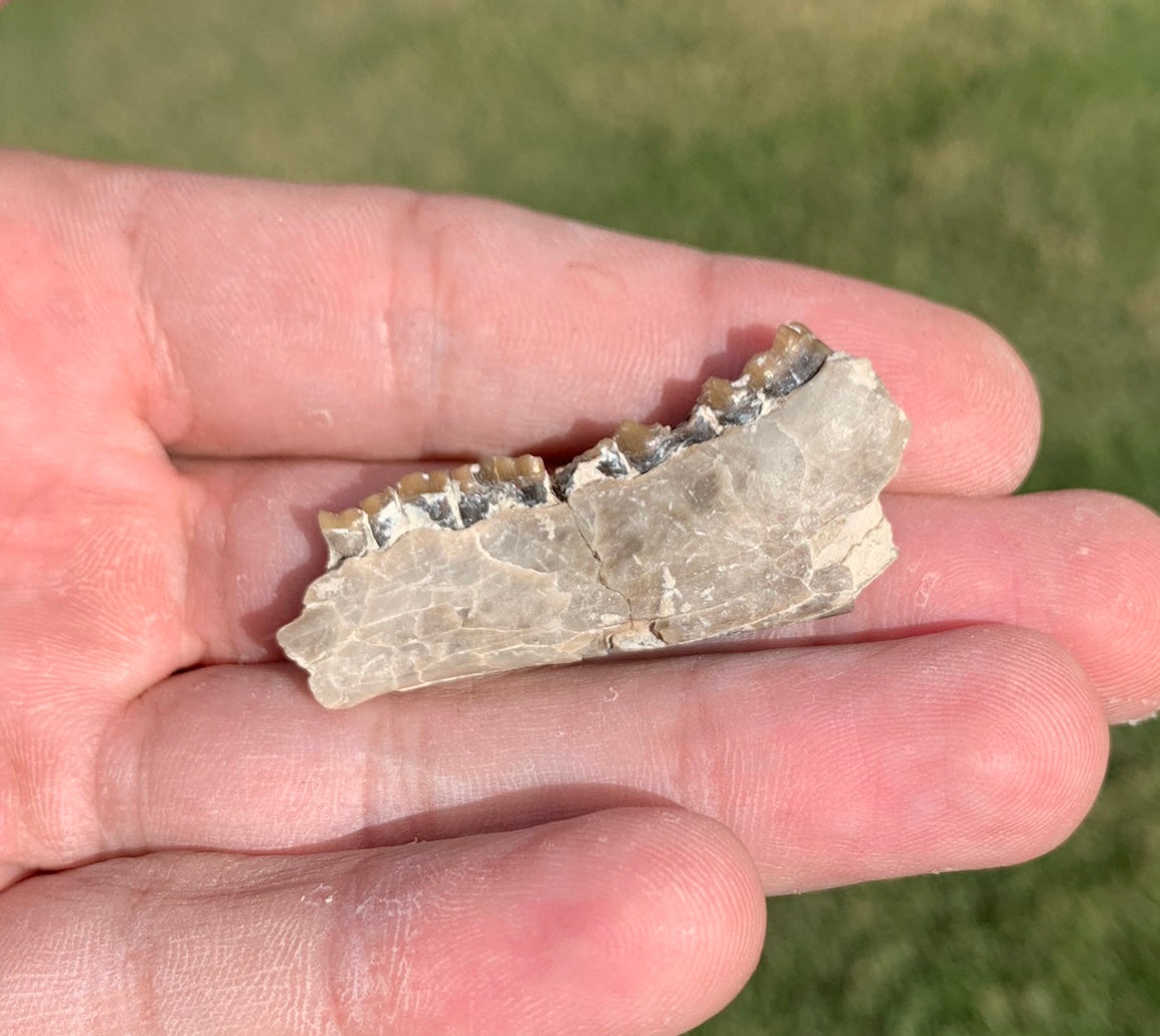 Fossil deer, leptomeryx, Jaw, Chadron Formation