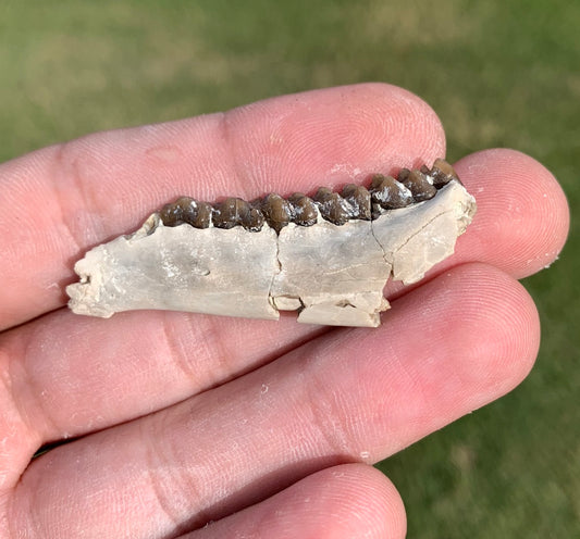 Fossil deer, leptomeryx, Jaw, Chadron Formation