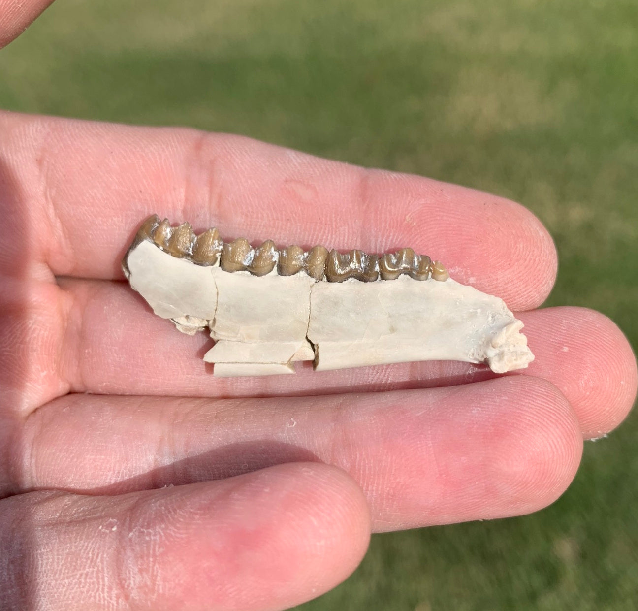 Fossil deer, leptomeryx, Jaw, Chadron Formation