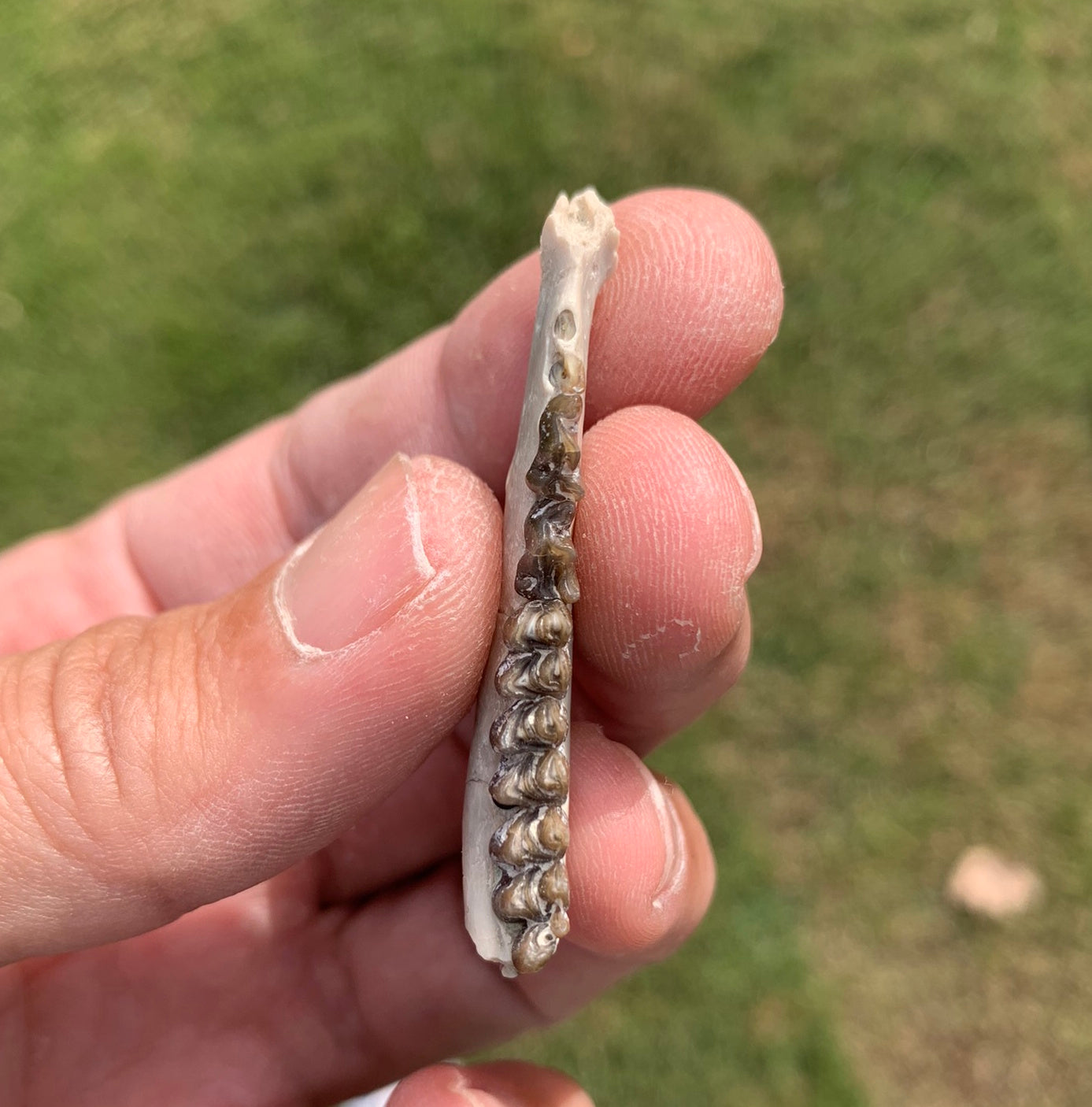 Fossil deer, leptomeryx, Jaw, Chadron Formation