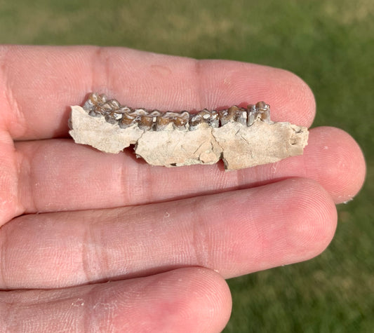 Fossil deer, leptomeryx, Jaw, Chadron Formation