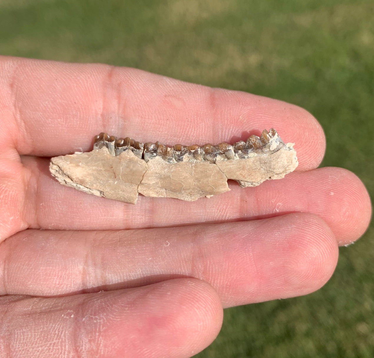 Fossil deer, leptomeryx, Jaw, Chadron Formation