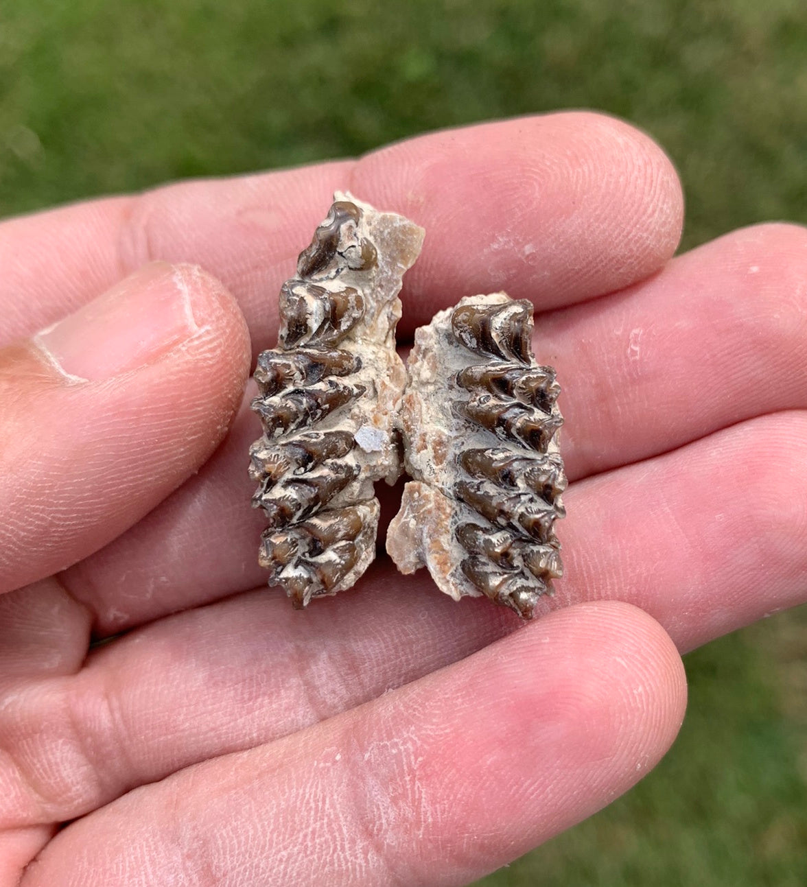 Fossil deer, leptomeryx, upper palate, Chadron Formation