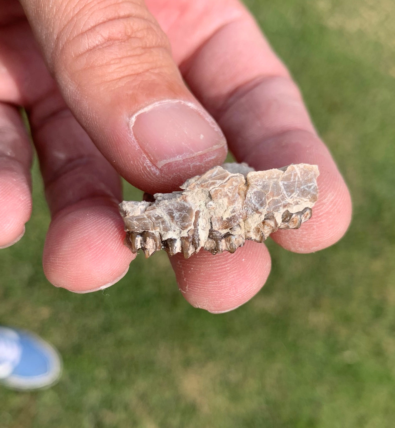Fossil deer, leptomeryx, upper palate, Chadron Formation