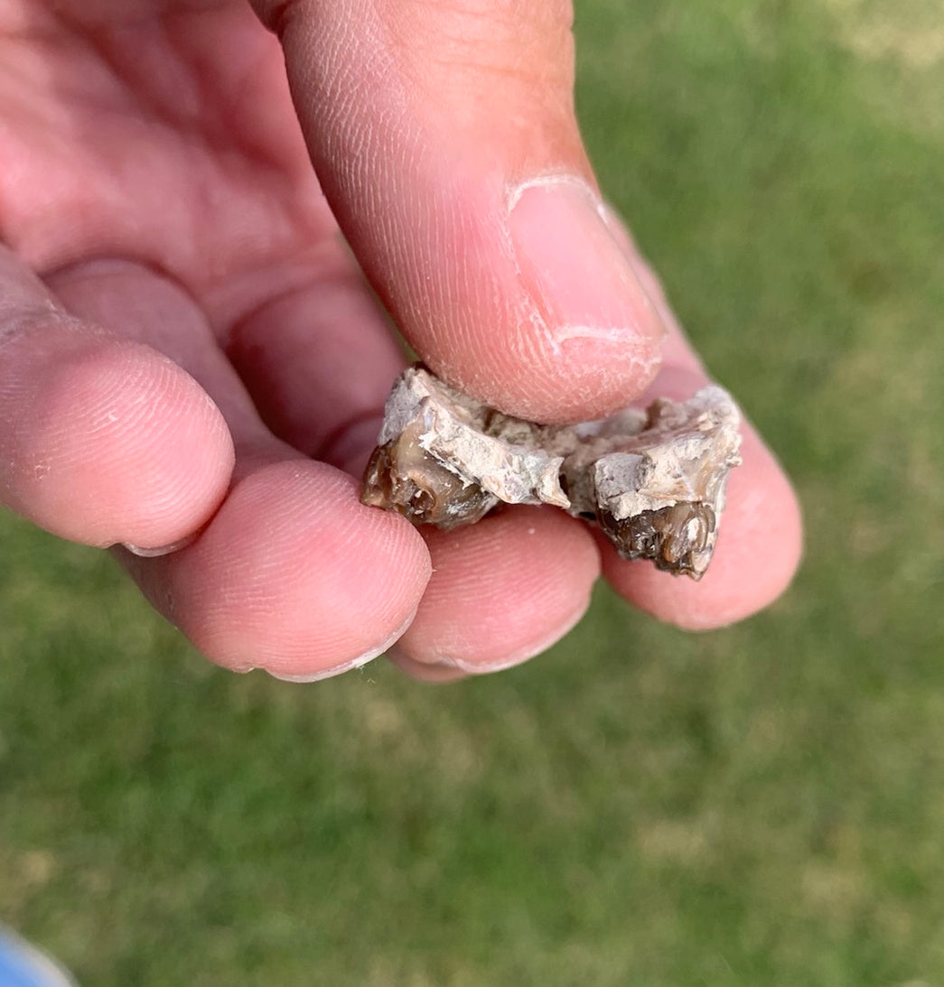 Fossil deer, leptomeryx, upper palate, Chadron Formation
