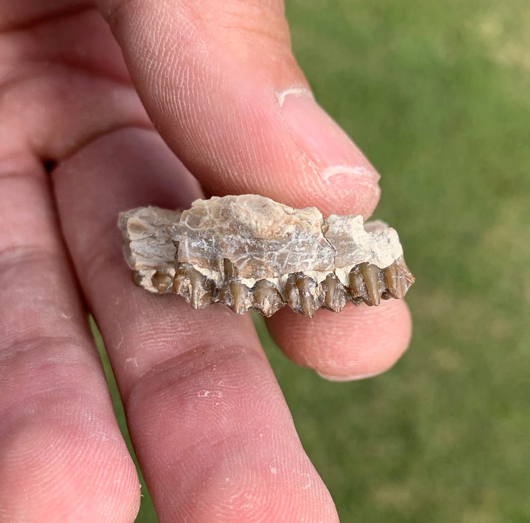 Fossil deer, leptomeryx, upper palate, Chadron Formation