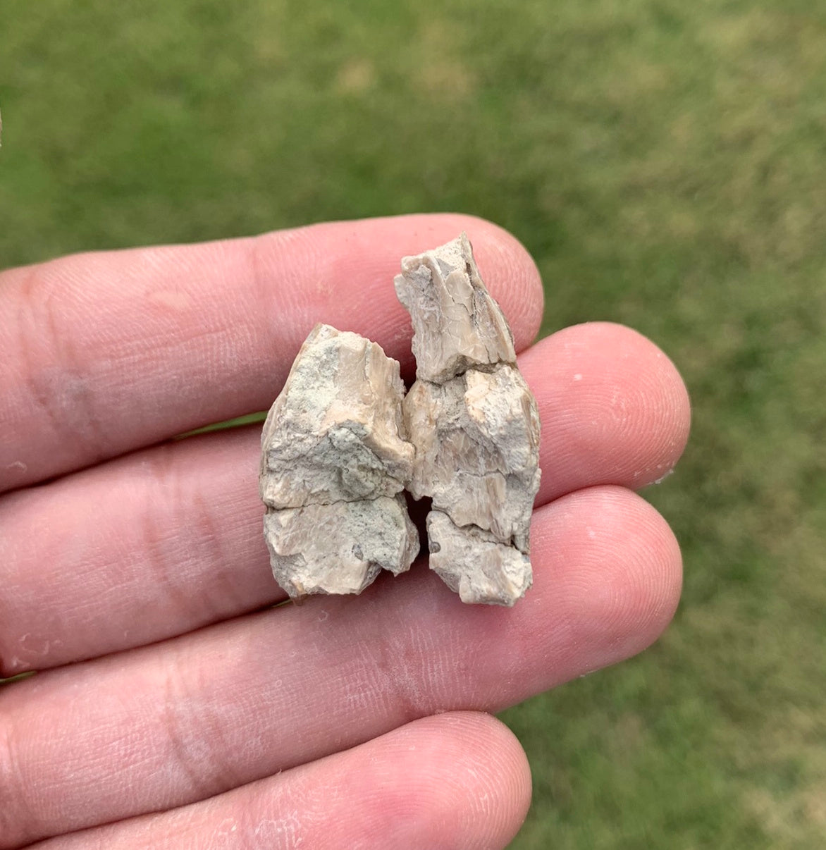 Fossil deer, leptomeryx, upper palate, Chadron Formation