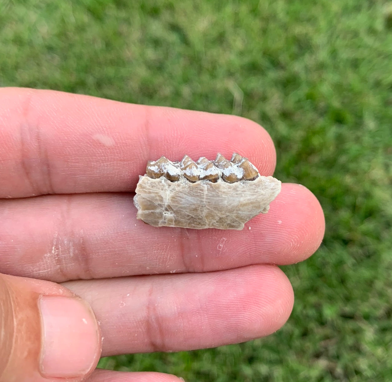Fossil deer, leptomeryx, Jaw, Chadron Formation