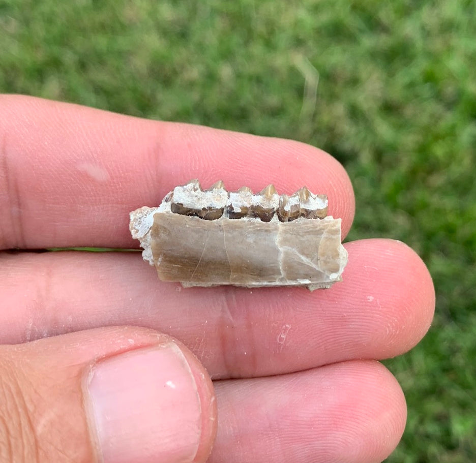 Fossil deer, leptomeryx, Jaw, Chadron Formation