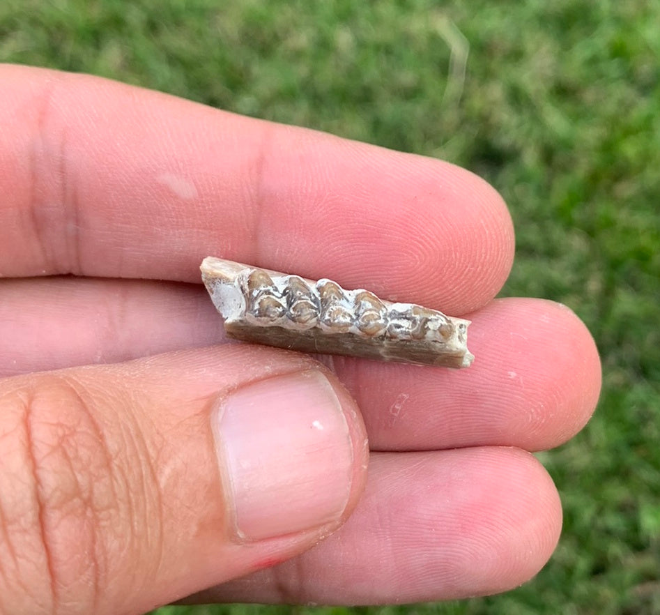 Fossil deer, leptomeryx, Jaw, Chadron Formation