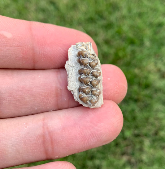 Fossil deer, leptomeryx, partial upper palate, Chadron Formation