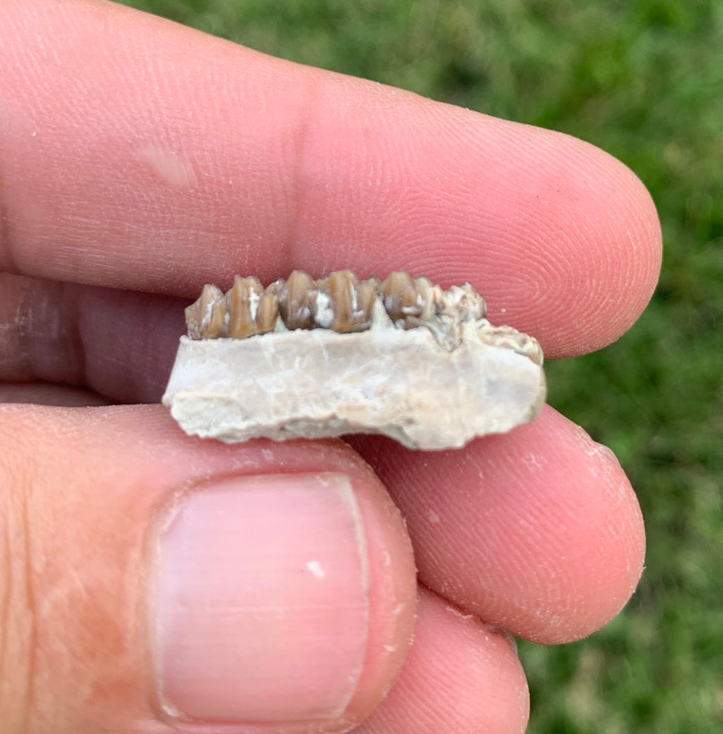 Fossil deer, leptomeryx, partial upper palate, Chadron Formation