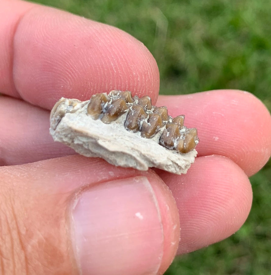 Fossil deer, leptomeryx, partial upper palate, Chadron Formation