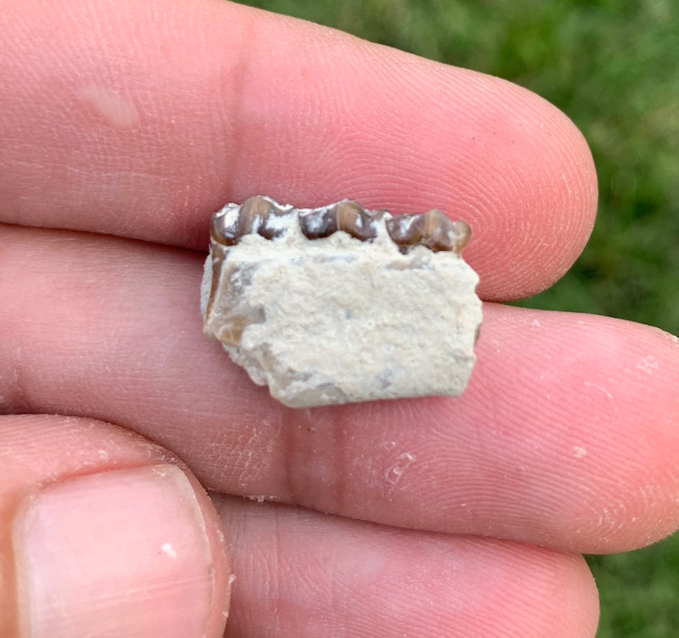 Fossil deer, leptomeryx, Jaw, Chadron Formation