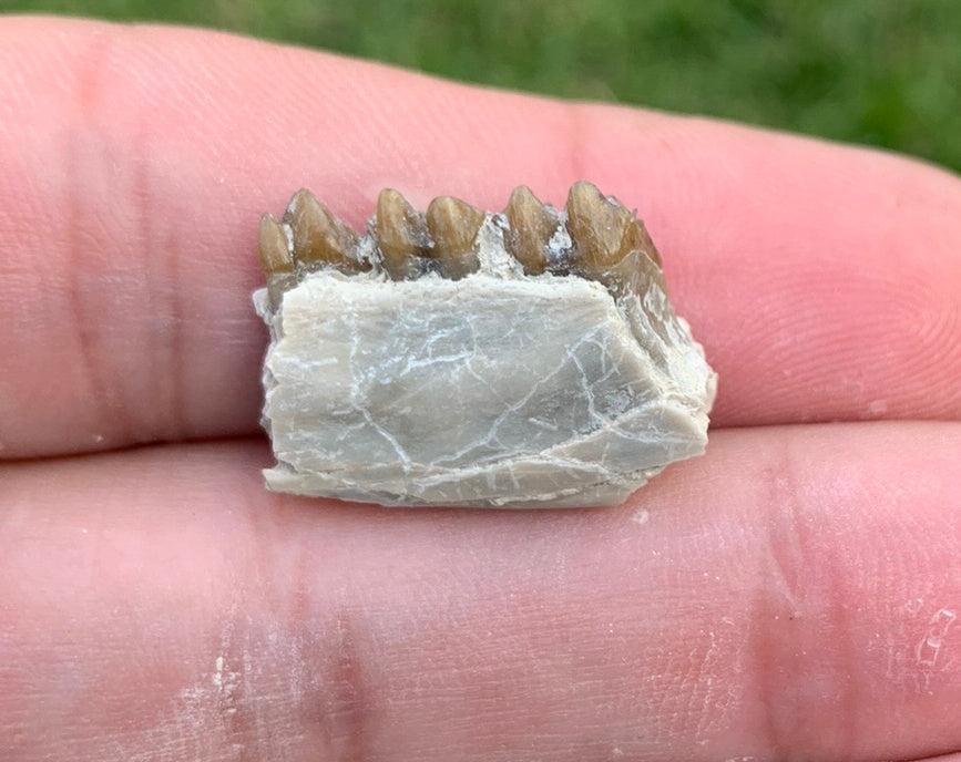 Fossil deer, leptomeryx, Jaw, Chadron Formation