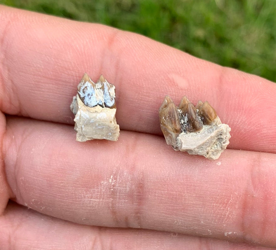 Fossil deer, leptomeryx, lower teeth, Chadron Formation