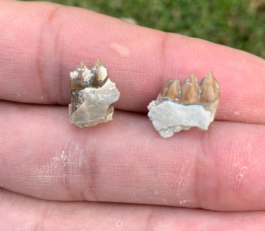 Fossil deer, leptomeryx, lower teeth, Chadron Formation