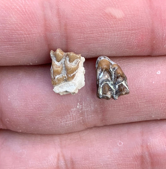 Fossil deer, leptomeryx, upper teeth, Chadron Formation