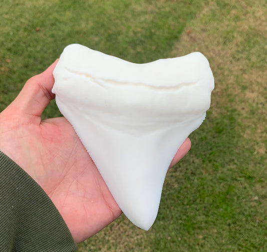 6" Otodus Megalodon Shark Tooth