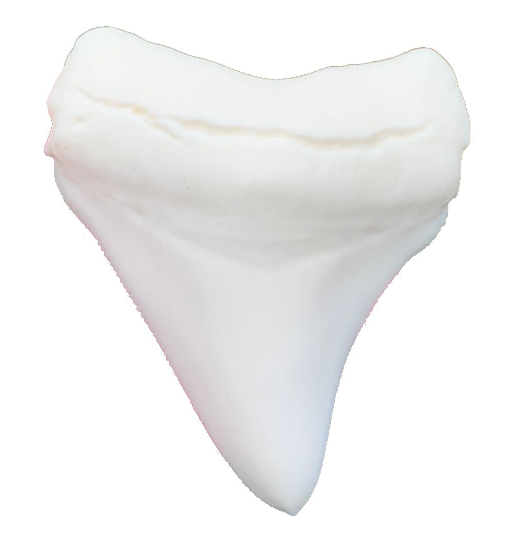 Paint Your Own Giant Megalodon Shark Tooth Replica - DIY Painting Kit for Kids STEM Homeschool Craft Activity