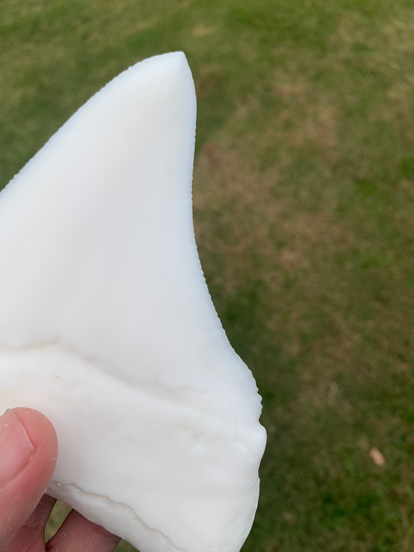 6" Otodus Megalodon Shark Tooth