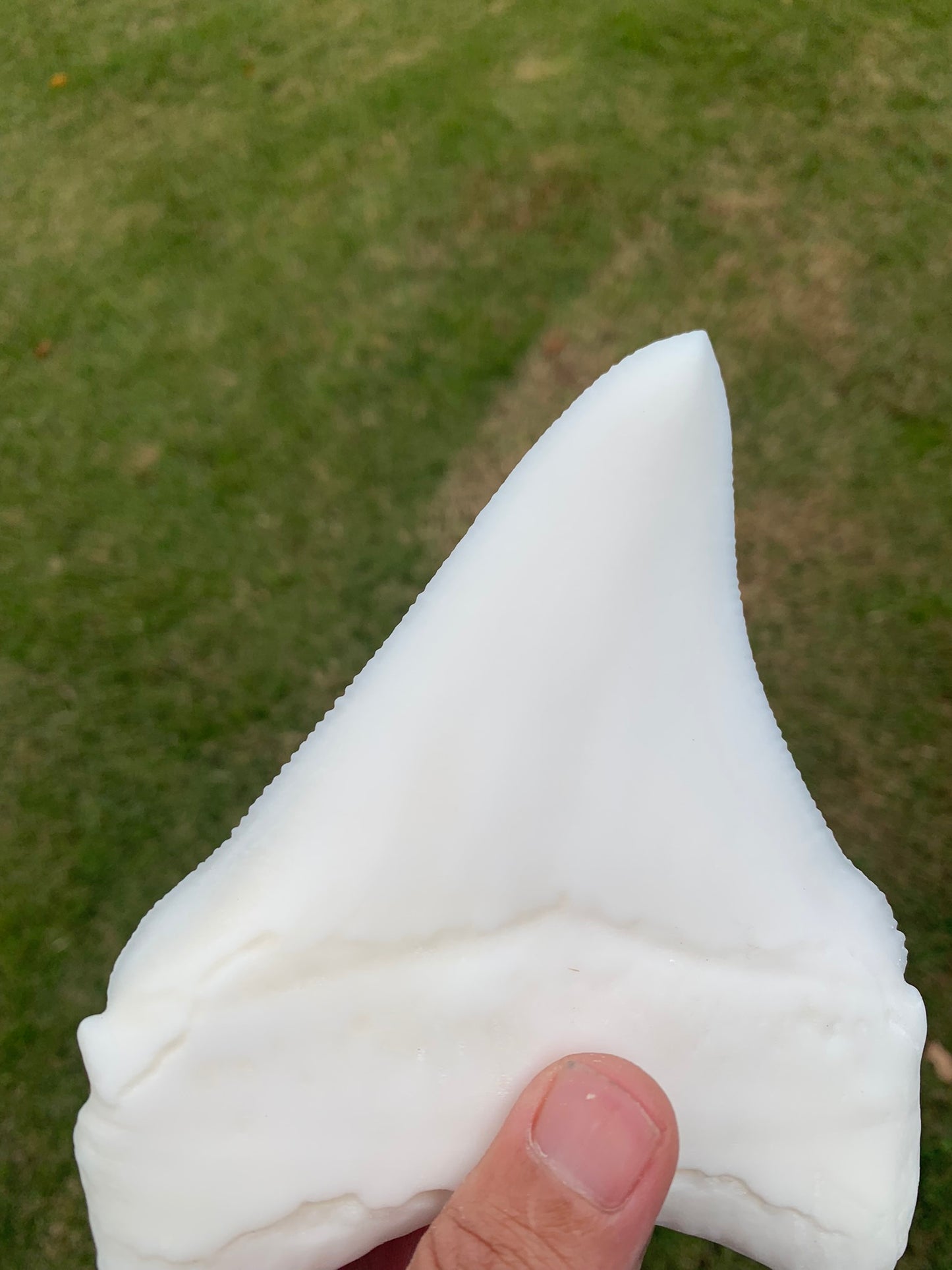 6" Otodus Megalodon Shark Tooth
