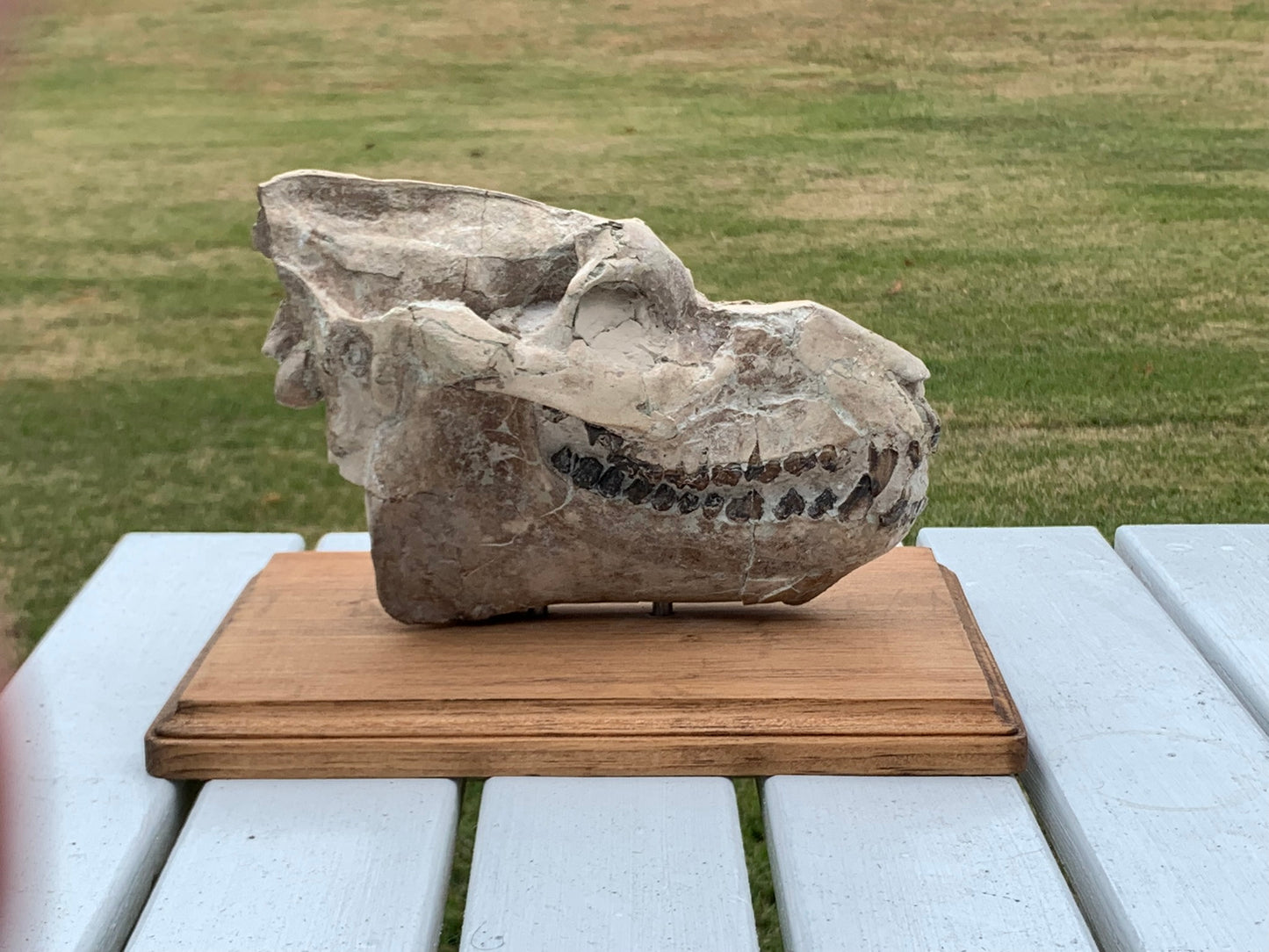 Nice Oreodont skull with lowers mounted on a stand