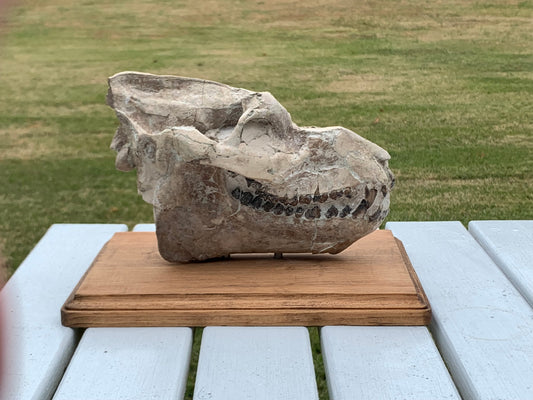 Nice Oreodont skull with lowers mounted on a stand