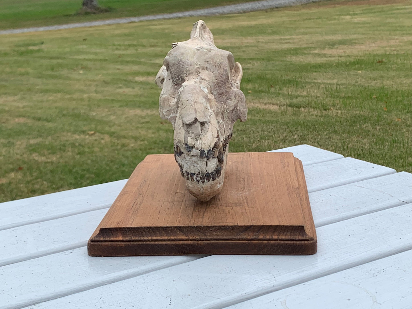Nice Oreodont skull with lowers mounted on a stand