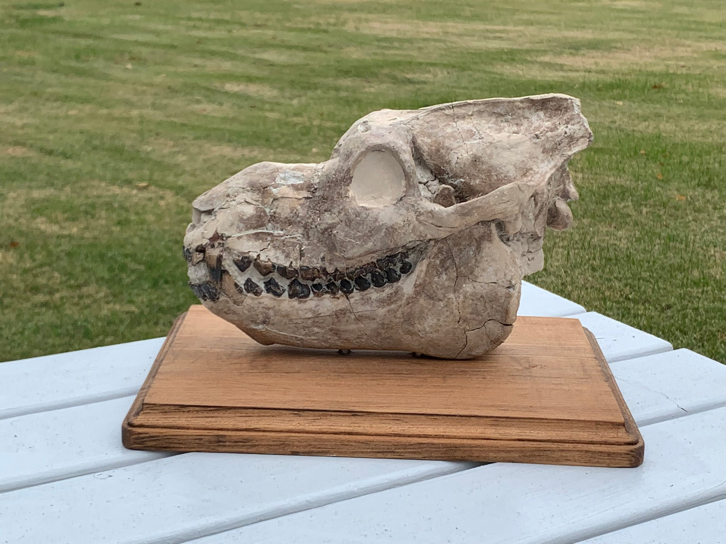 Nice Oreodont skull with lowers mounted on a stand