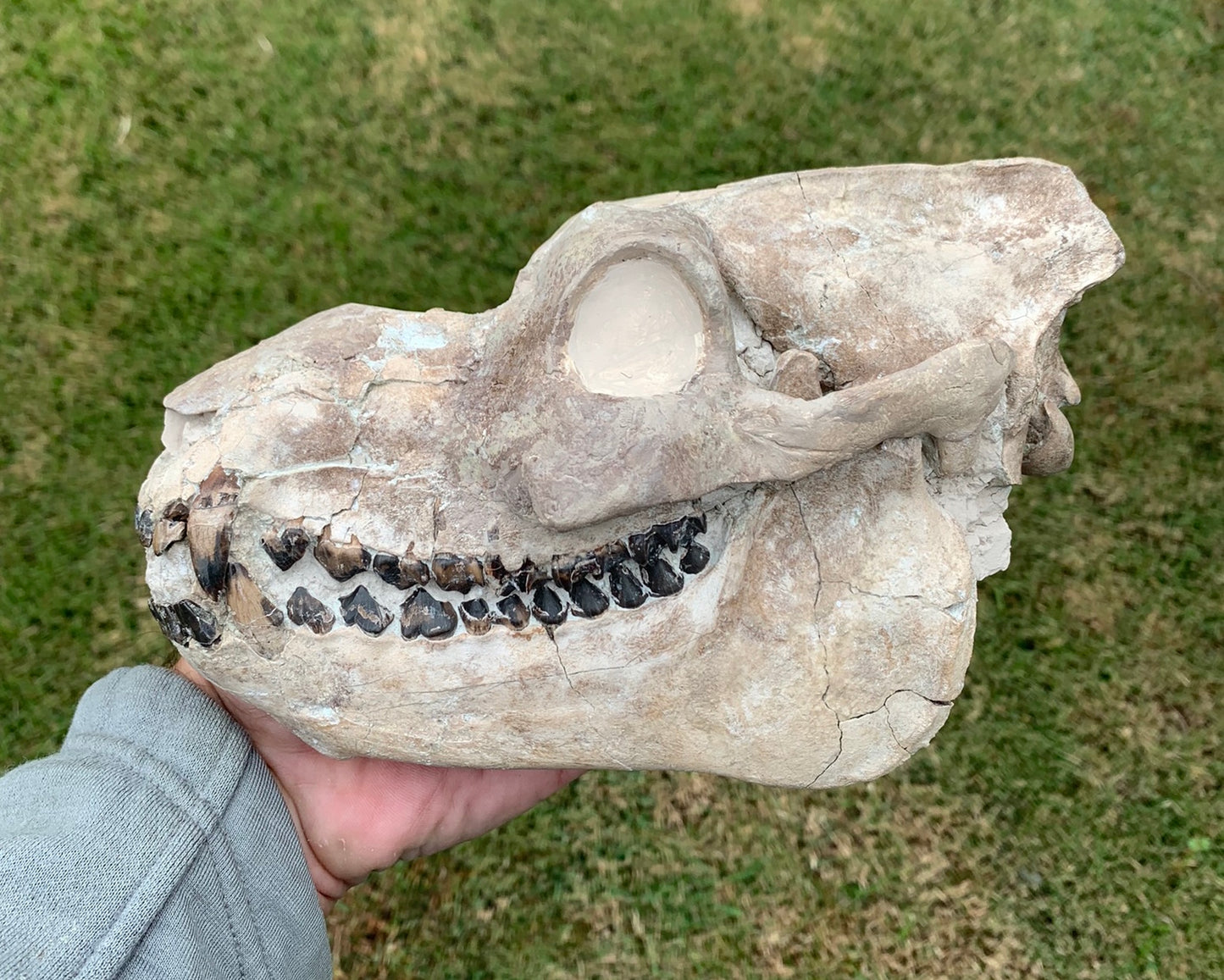 Nice Oreodont skull with lowers mounted on a stand