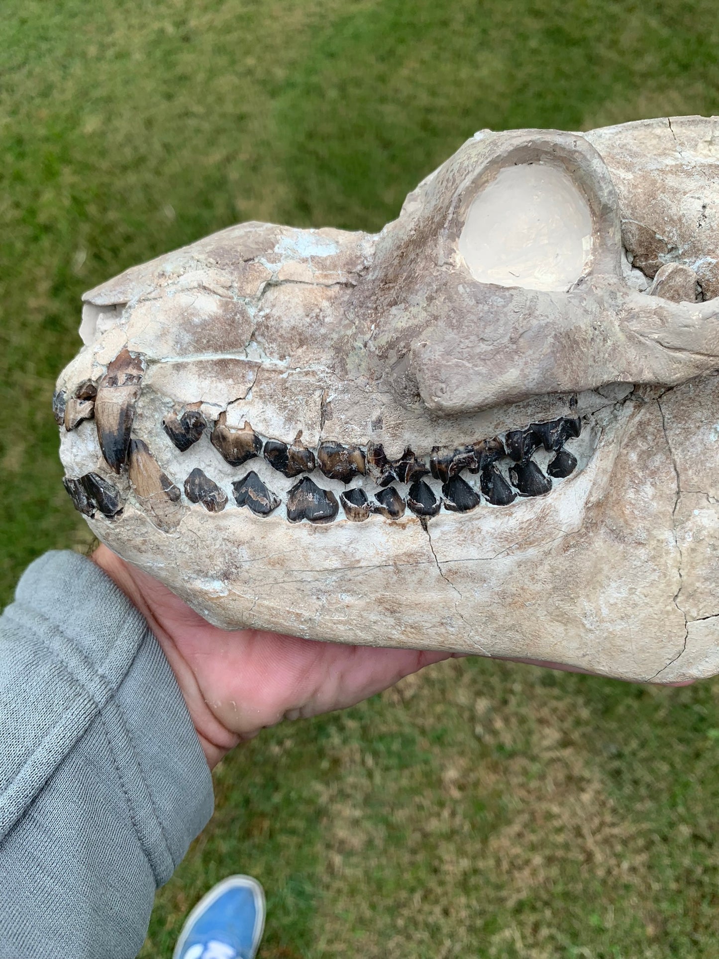 Nice Oreodont skull with lowers mounted on a stand