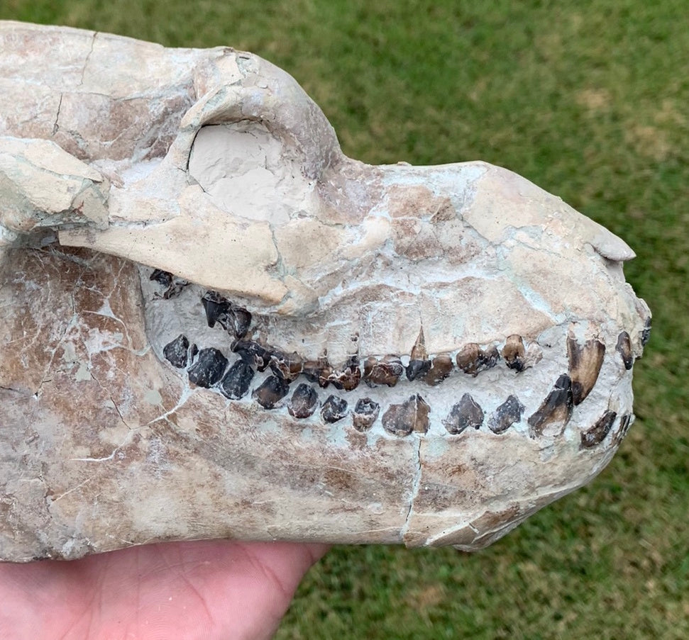 Nice Oreodont skull with lowers mounted on a stand