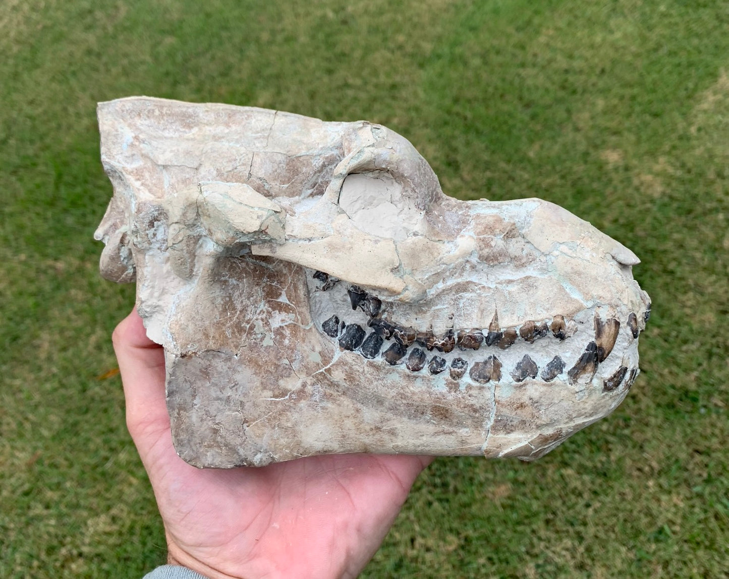 Nice Oreodont skull with lowers mounted on a stand