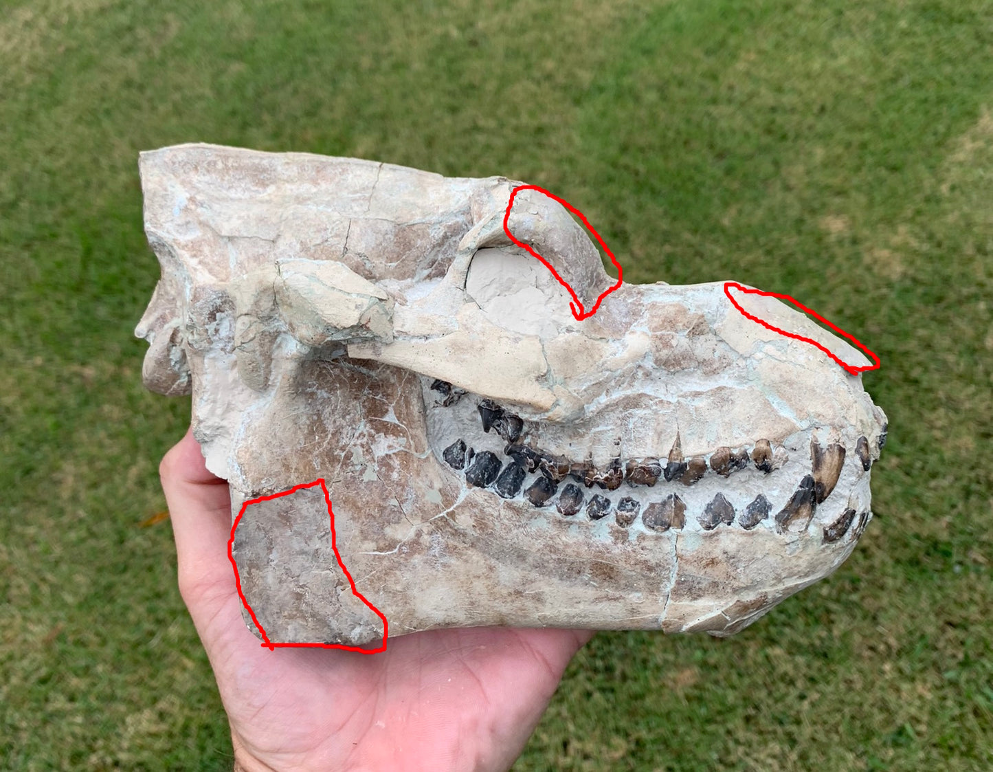 Nice Oreodont skull with lowers mounted on a stand