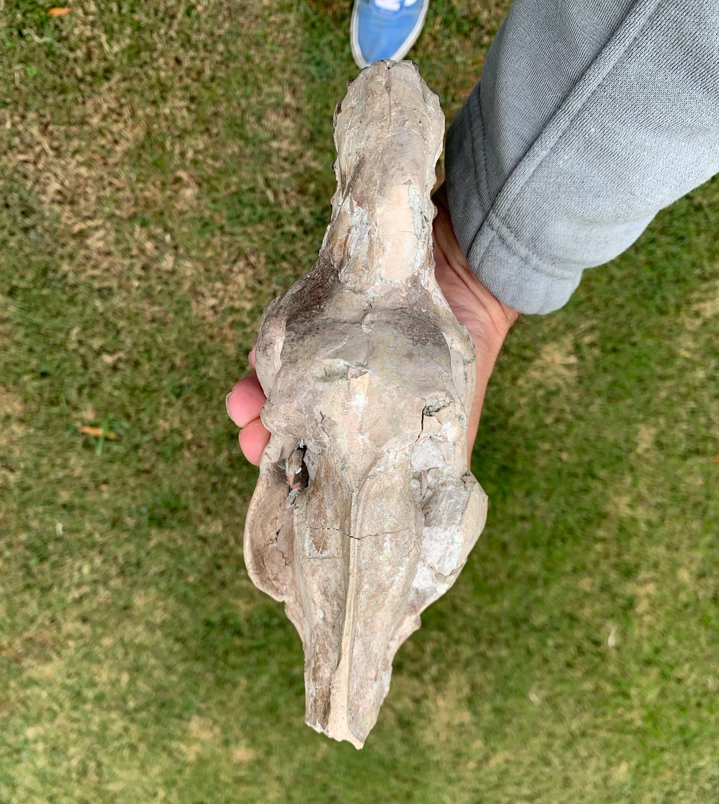 Nice Oreodont skull with lowers mounted on a stand
