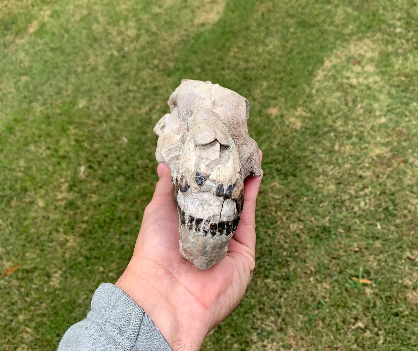 Nice Oreodont skull with lowers mounted on a stand