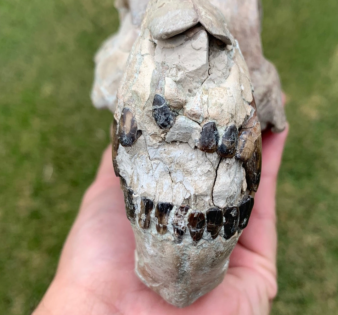 Nice Oreodont skull with lowers mounted on a stand